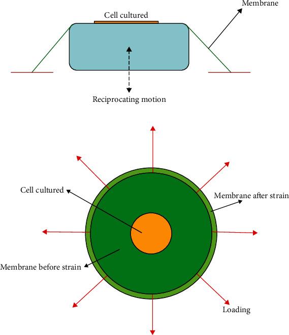 https://cdn.ncbi.nlm.nih.gov/pmc/blobs/8712/8081596/b50309456f60/JIR2021-5538348.002.jpg