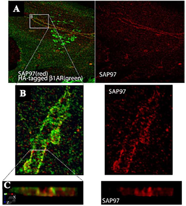 https://cdn.ncbi.nlm.nih.gov/pmc/blobs/8713/8902305/12fdda71e9bf/fphys-13-841740-g004.jpg