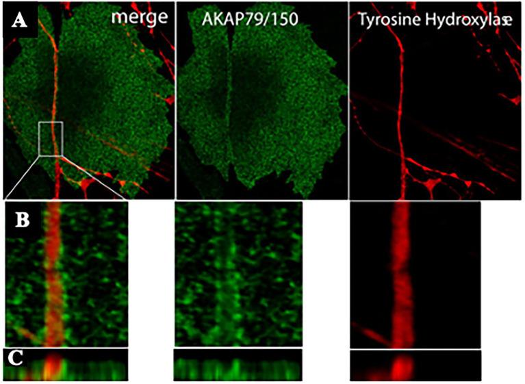 https://cdn.ncbi.nlm.nih.gov/pmc/blobs/8713/8902305/65c462d2d924/fphys-13-841740-g005.jpg
