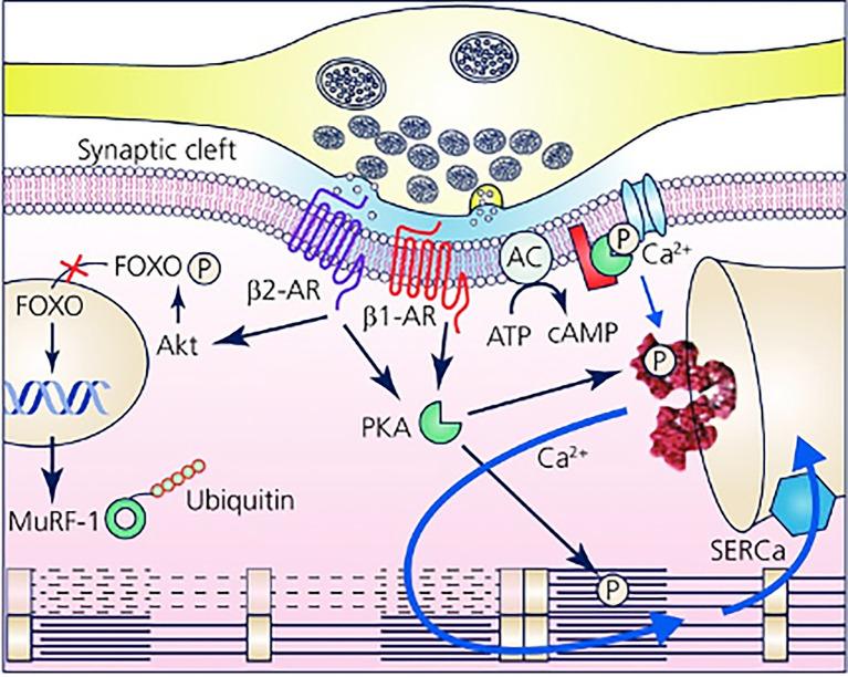 https://cdn.ncbi.nlm.nih.gov/pmc/blobs/8713/8902305/fc7da3bf4a15/fphys-13-841740-g008.jpg