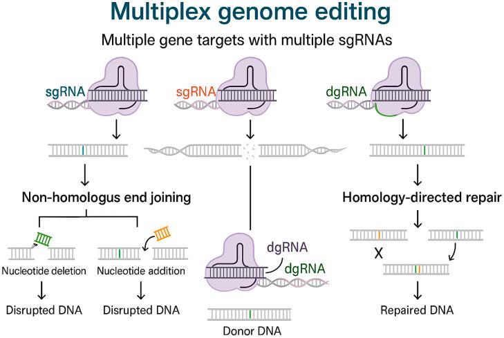 https://cdn.ncbi.nlm.nih.gov/pmc/blobs/871a/12395446/2d1bde71a4bd/gr2.jpg