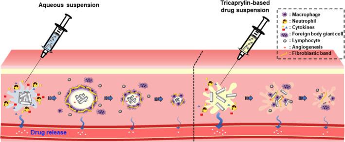 https://cdn.ncbi.nlm.nih.gov/pmc/blobs/871b/11256175/a4409bbdd364/BTM2-9-e10649-g003.jpg