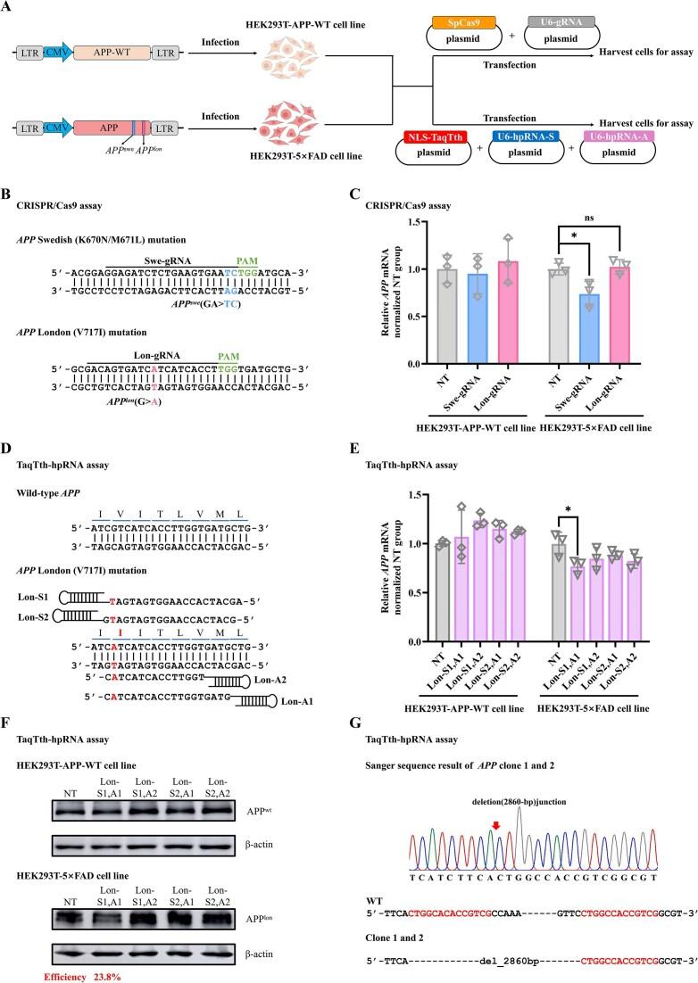 https://cdn.ncbi.nlm.nih.gov/pmc/blobs/871c/12311783/86dd0aa5a491/gkaf723fig6.jpg
