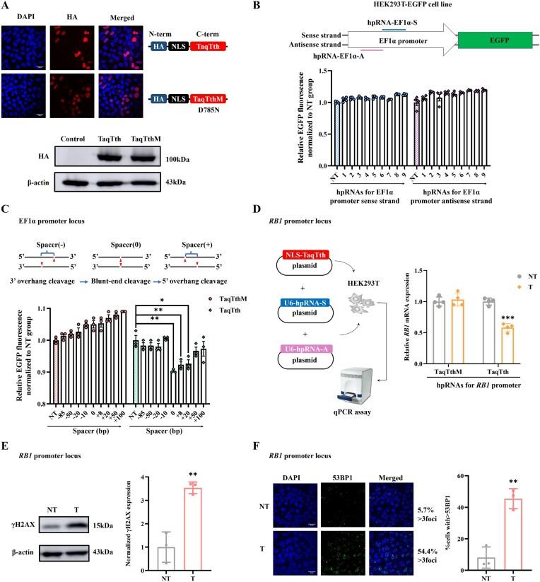 https://cdn.ncbi.nlm.nih.gov/pmc/blobs/871c/12311783/d0c9f27e8fc0/gkaf723fig3.jpg