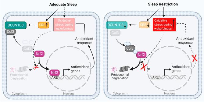 https://cdn.ncbi.nlm.nih.gov/pmc/blobs/8720/10505226/0930a161a9d3/41598_2023_42758_Fig4_HTML.jpg