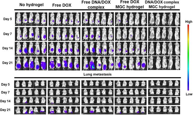 https://cdn.ncbi.nlm.nih.gov/pmc/blobs/8721/10964224/4b8245396236/bmr.0008.fig.007.jpg