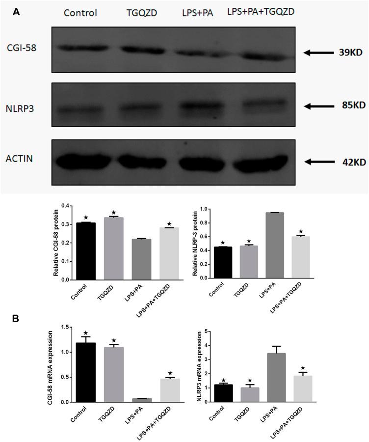 https://cdn.ncbi.nlm.nih.gov/pmc/blobs/8727/9108379/b815d3d3845c/fphar-13-851267-g007.jpg