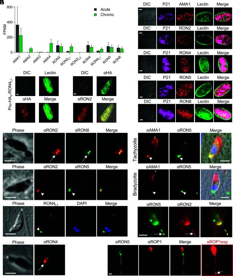 https://cdn.ncbi.nlm.nih.gov/pmc/blobs/8728/9945962/984fbf319e6c/pnas.2219533120fig01.jpg