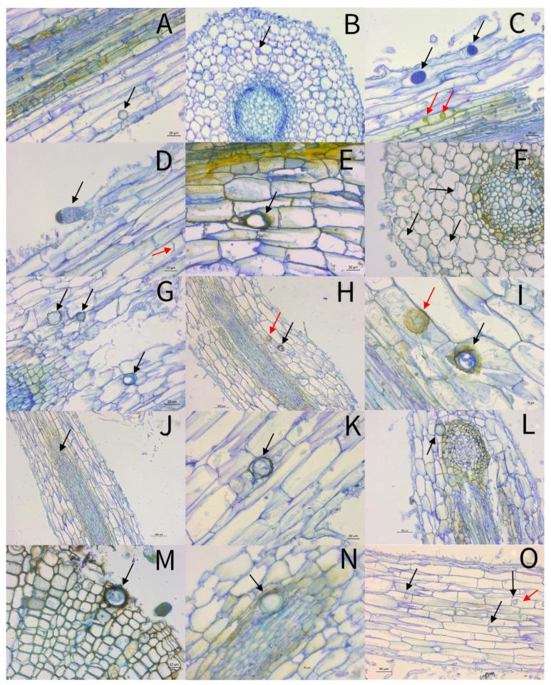 https://cdn.ncbi.nlm.nih.gov/pmc/blobs/8729/8401901/09848303370e/pathogens-10-00977-g002.jpg