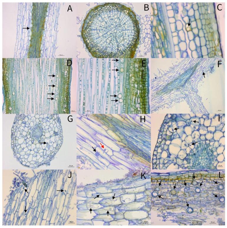 https://cdn.ncbi.nlm.nih.gov/pmc/blobs/8729/8401901/644d061b289f/pathogens-10-00977-g003.jpg