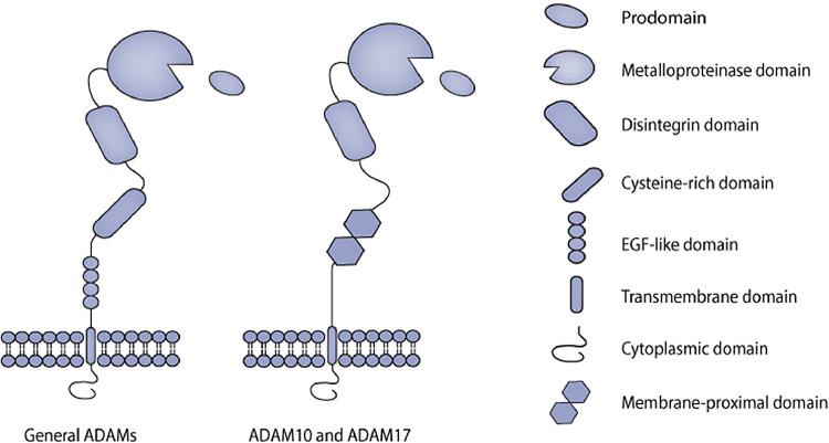 https://cdn.ncbi.nlm.nih.gov/pmc/blobs/8729/8517843/fef085fe57b2/gr1.jpg