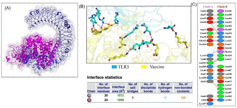 https://cdn.ncbi.nlm.nih.gov/pmc/blobs/872b/8402528/87100ac69bfe/vaccines-09-00818-g004.jpg