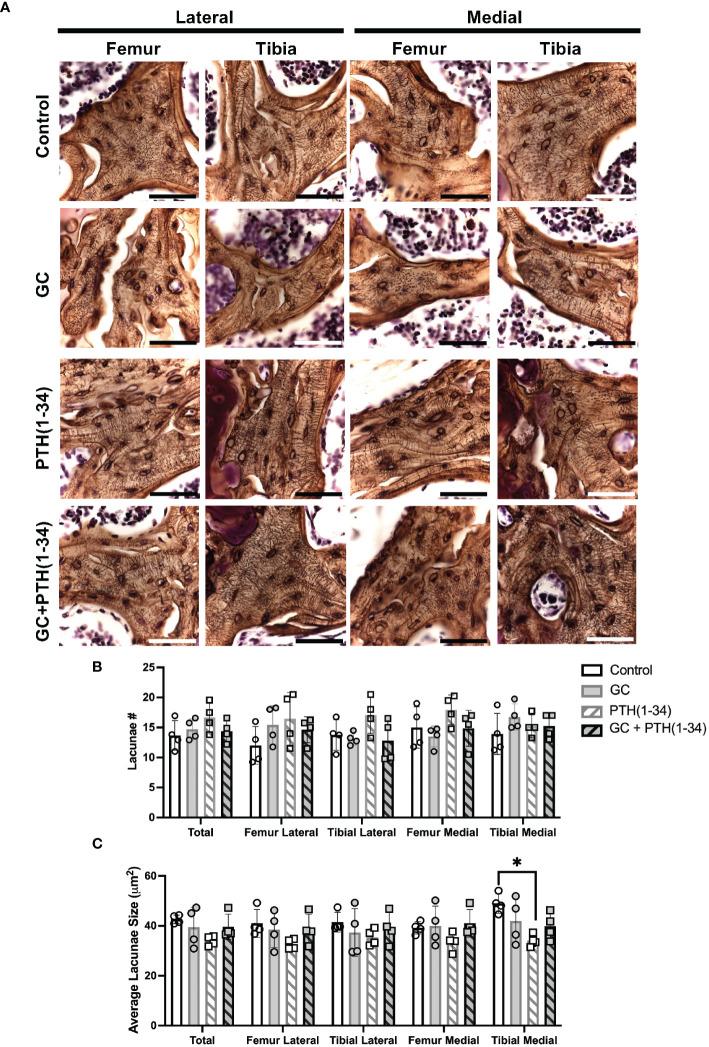 https://cdn.ncbi.nlm.nih.gov/pmc/blobs/872c/11291448/1751842c0197/fendo-15-1342938-g006.jpg