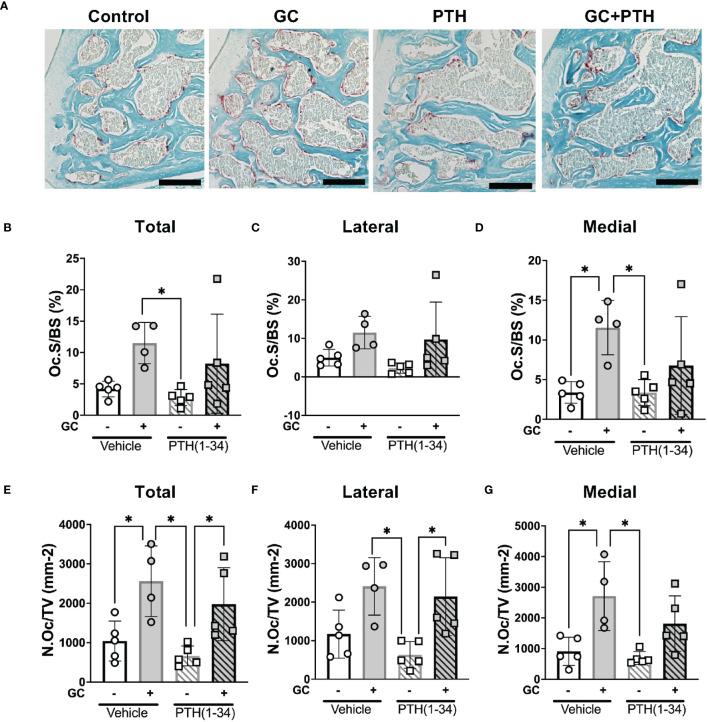 https://cdn.ncbi.nlm.nih.gov/pmc/blobs/872c/11291448/e150b022a27d/fendo-15-1342938-g005.jpg