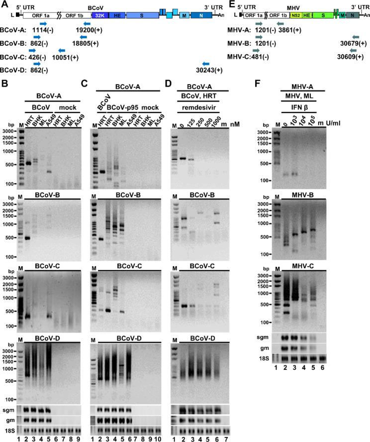https://cdn.ncbi.nlm.nih.gov/pmc/blobs/872f/10559480/dc16affe3529/12985_2023_2189_Fig8_HTML.jpg