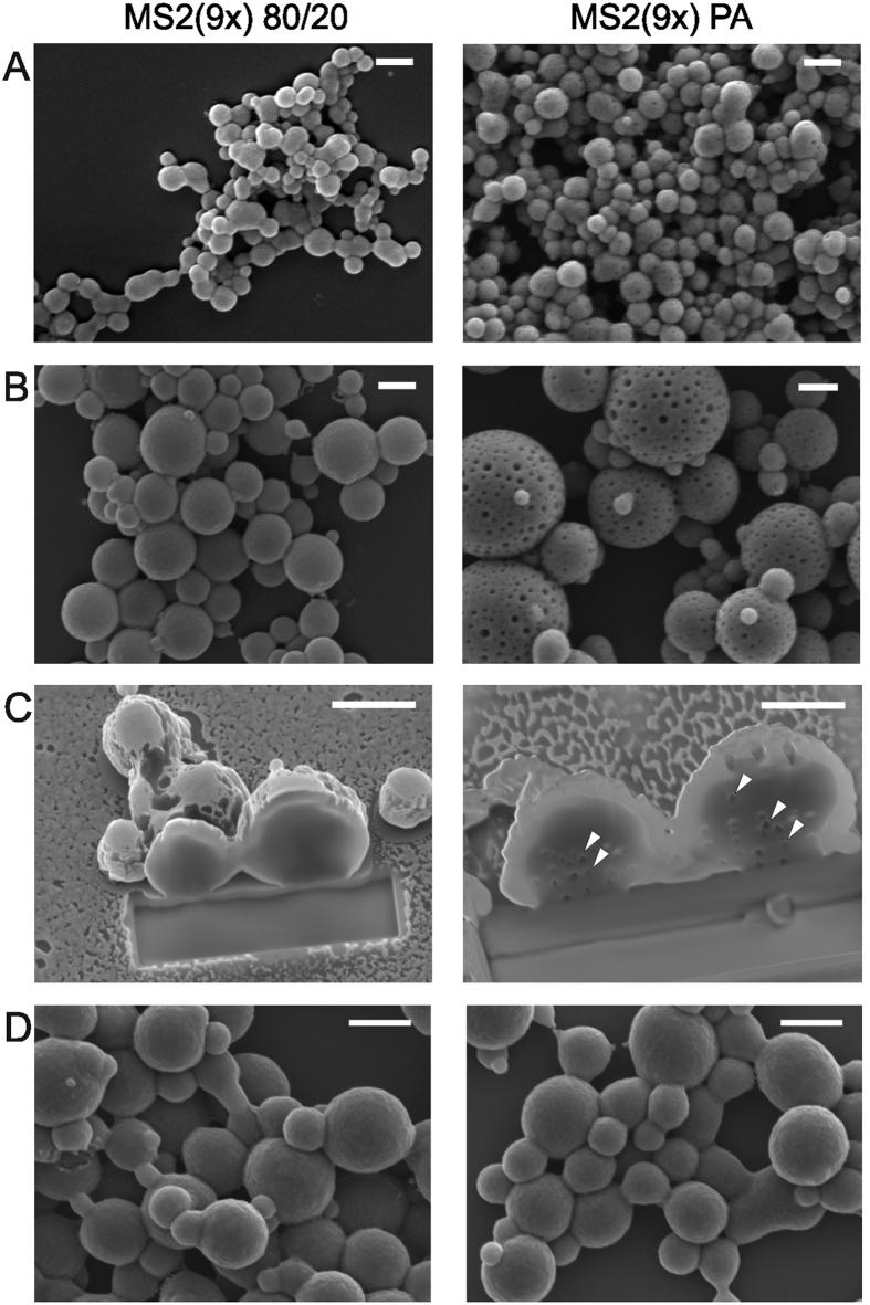 https://cdn.ncbi.nlm.nih.gov/pmc/blobs/8732/4911573/a3ab7a117fa7/srep28106-f4.jpg