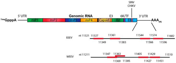 https://cdn.ncbi.nlm.nih.gov/pmc/blobs/8732/8233893/55594c4850fe/pathogens-10-00771-g005.jpg