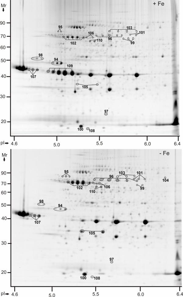 https://cdn.ncbi.nlm.nih.gov/pmc/blobs/8737/2835676/8a6f444b576c/1471-2180-10-30-3.jpg