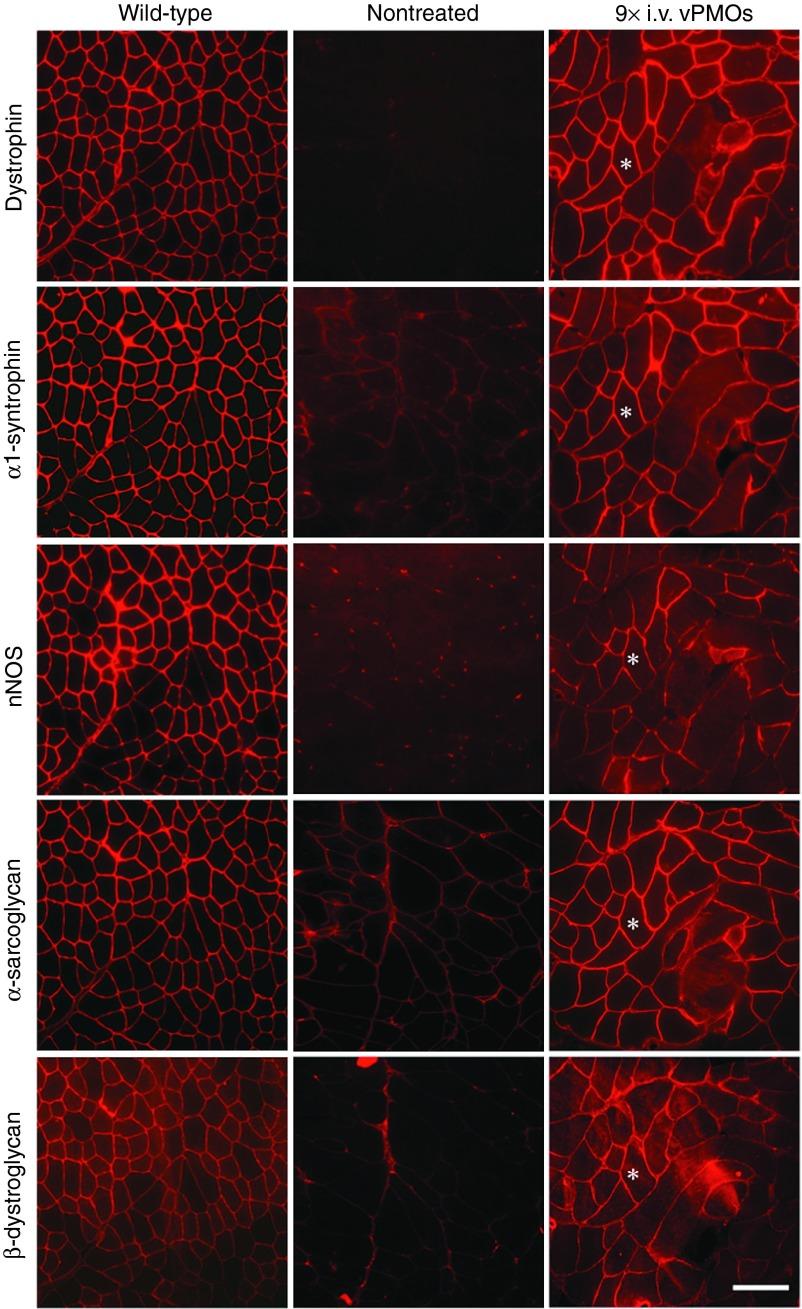 https://cdn.ncbi.nlm.nih.gov/pmc/blobs/8737/4345310/577b611c4339/mtna201476f2.jpg