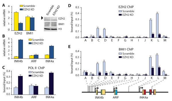 https://cdn.ncbi.nlm.nih.gov/pmc/blobs/873d/3225837/e444dd5f389b/1756-8935-2-16-3.jpg
