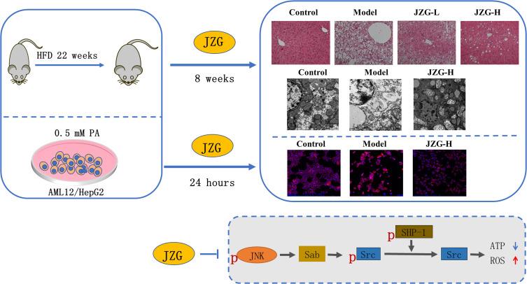 https://cdn.ncbi.nlm.nih.gov/pmc/blobs/8744/11721512/2e35280cc1ff/DMSO-18-23-g0001.jpg