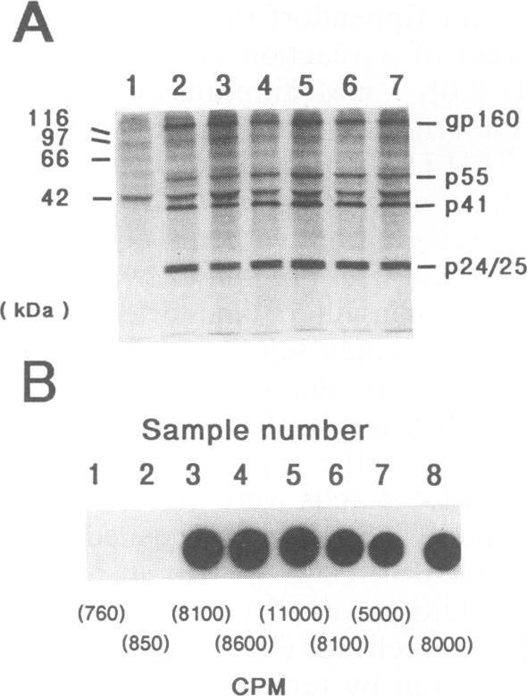 https://cdn.ncbi.nlm.nih.gov/pmc/blobs/8745/248909/3279f293f831/jvirol00052-0022-a.jpg