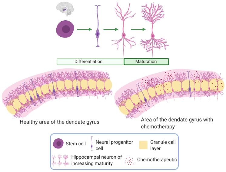 https://cdn.ncbi.nlm.nih.gov/pmc/blobs/8745/7766535/7f48310f52a5/cancers-12-03842-g002.jpg
