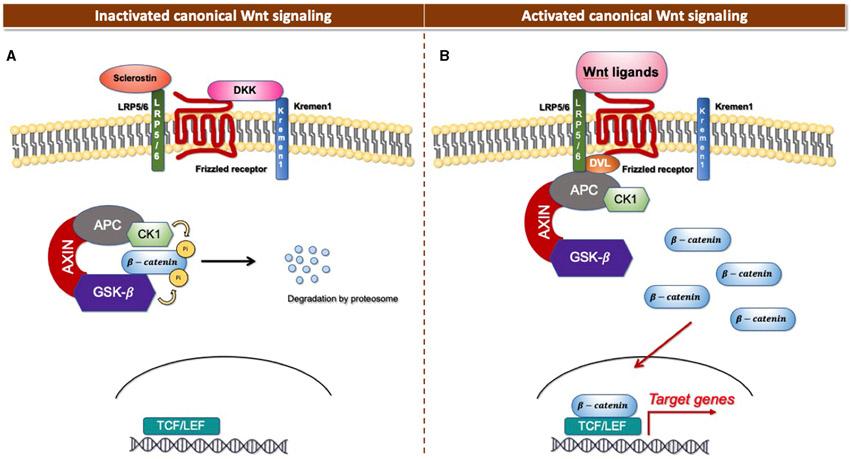 https://cdn.ncbi.nlm.nih.gov/pmc/blobs/8746/9248717/eac672082ad4/nihms-1763666-f0001.jpg