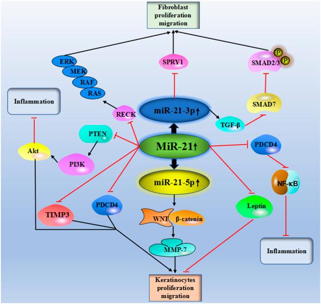 https://cdn.ncbi.nlm.nih.gov/pmc/blobs/874a/8919367/172755ea6a4c/fphar-13-828627-g002.jpg