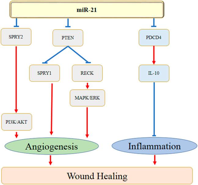 https://cdn.ncbi.nlm.nih.gov/pmc/blobs/874a/8919367/1a89095c5576/fphar-13-828627-g001.jpg