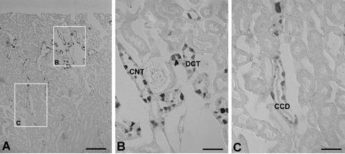 https://cdn.ncbi.nlm.nih.gov/pmc/blobs/874d/3980205/154a50143b52/ejh-2014-1-2256-g002.jpg