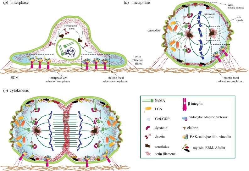 https://cdn.ncbi.nlm.nih.gov/pmc/blobs/874d/7125961/c81b58f66721/rsob-10-190314-g1.jpg