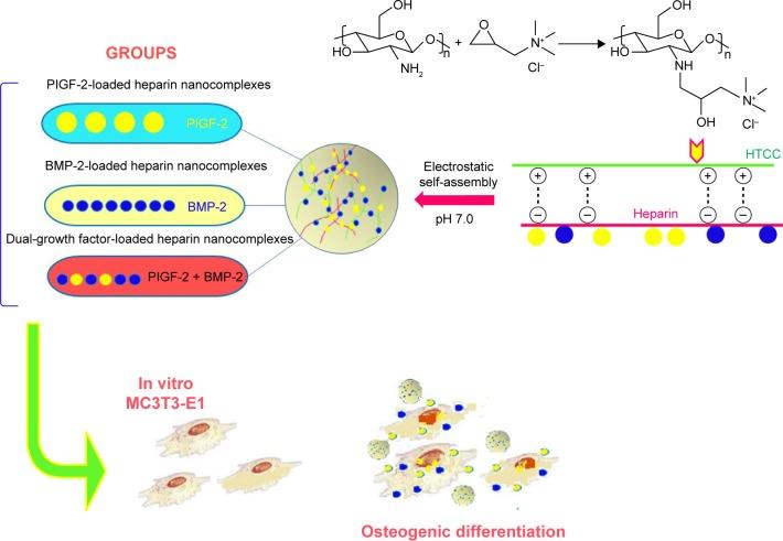 https://cdn.ncbi.nlm.nih.gov/pmc/blobs/8752/5396976/9108201768a3/ijn-12-2957Fig8.jpg