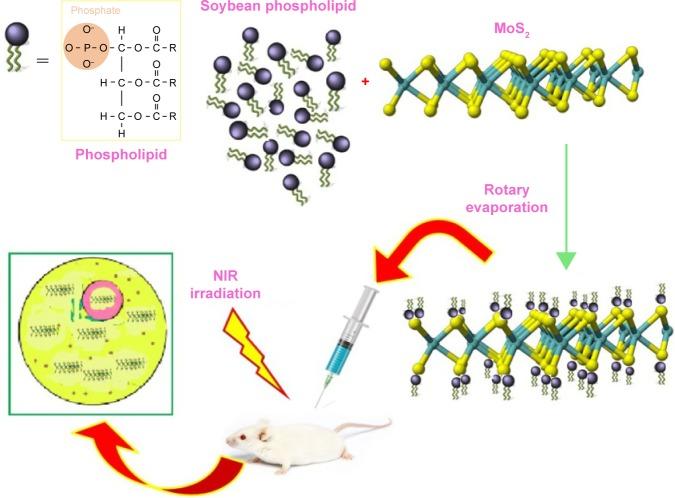 https://cdn.ncbi.nlm.nih.gov/pmc/blobs/8752/5396976/96a0eb092199/ijn-12-2957Fig2.jpg