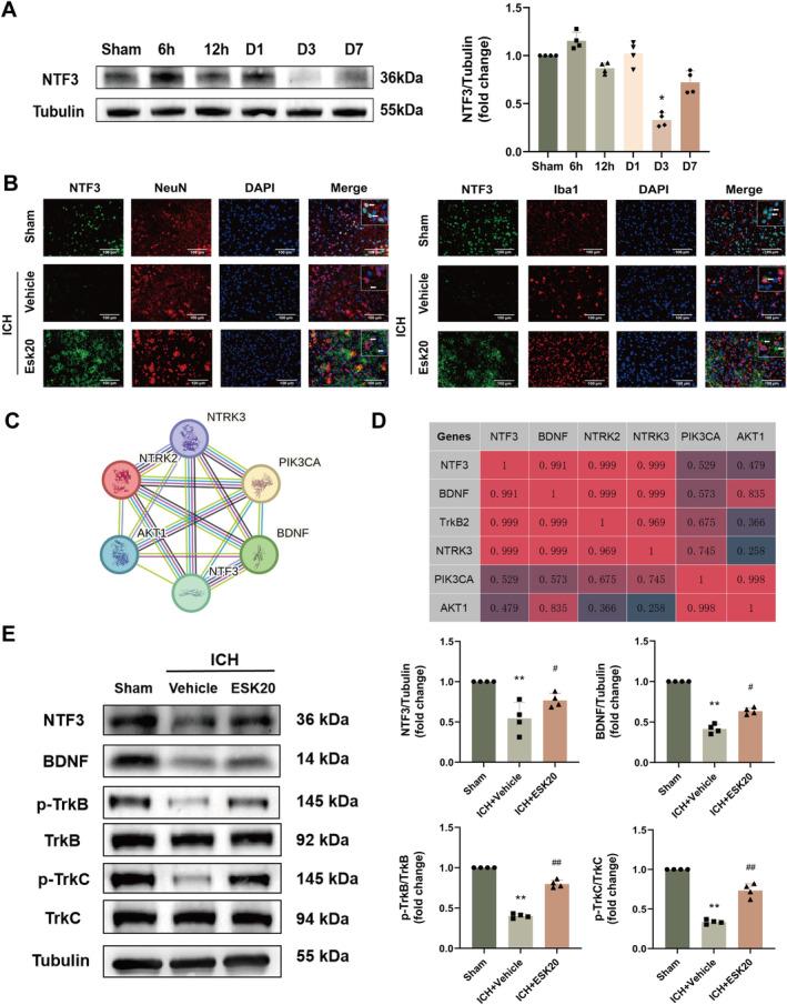 https://cdn.ncbi.nlm.nih.gov/pmc/blobs/8754/11652676/83f20e5d883f/CNS-30-e70145-g001.jpg