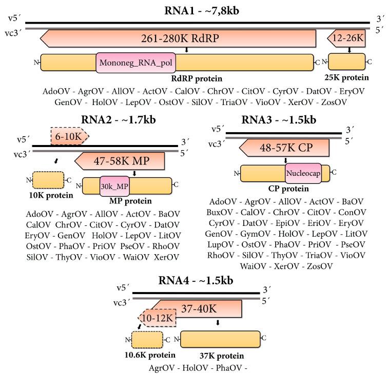 https://cdn.ncbi.nlm.nih.gov/pmc/blobs/8757/10144540/e1600ccd282d/viruses-15-00840-g001.jpg