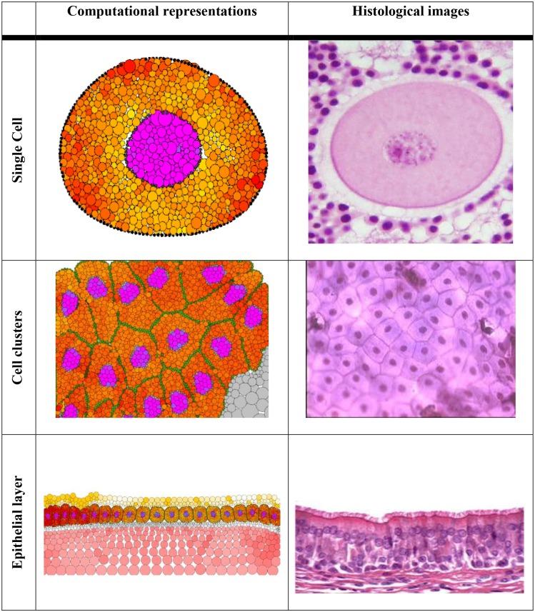 https://cdn.ncbi.nlm.nih.gov/pmc/blobs/8757/4599884/619f33bca71e/pcbi.1004544.g001.jpg