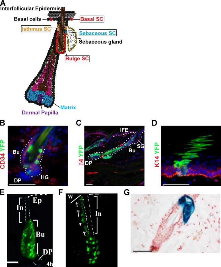 https://cdn.ncbi.nlm.nih.gov/pmc/blobs/875c/3365500/d57d57901bfe/JCB_201201041_Fig1.jpg