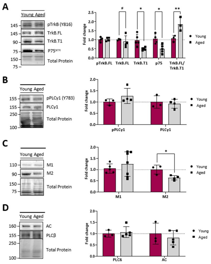 https://cdn.ncbi.nlm.nih.gov/pmc/blobs/875d/11311581/5dccc556ca4c/ijms-25-08018-g004.jpg