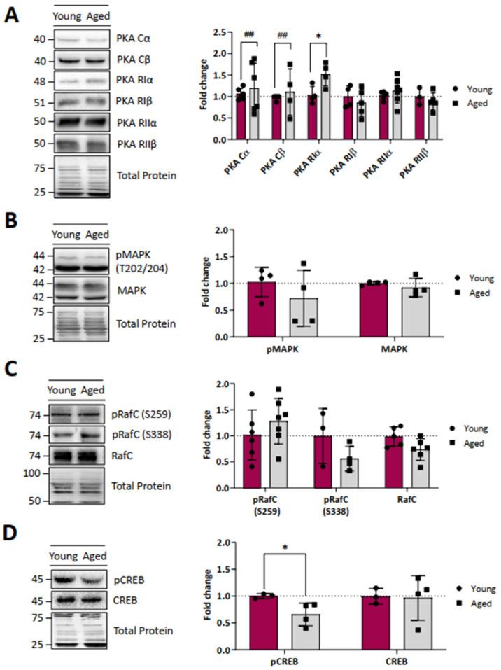 https://cdn.ncbi.nlm.nih.gov/pmc/blobs/875d/11311581/7ca5338bfe2f/ijms-25-08018-g006.jpg