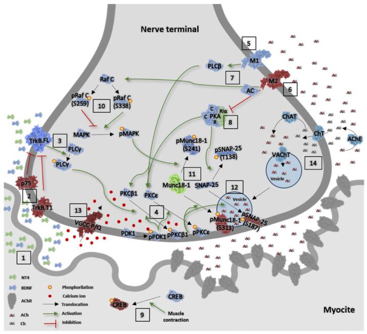 https://cdn.ncbi.nlm.nih.gov/pmc/blobs/875d/11311581/c2128a7215c4/ijms-25-08018-g009.jpg