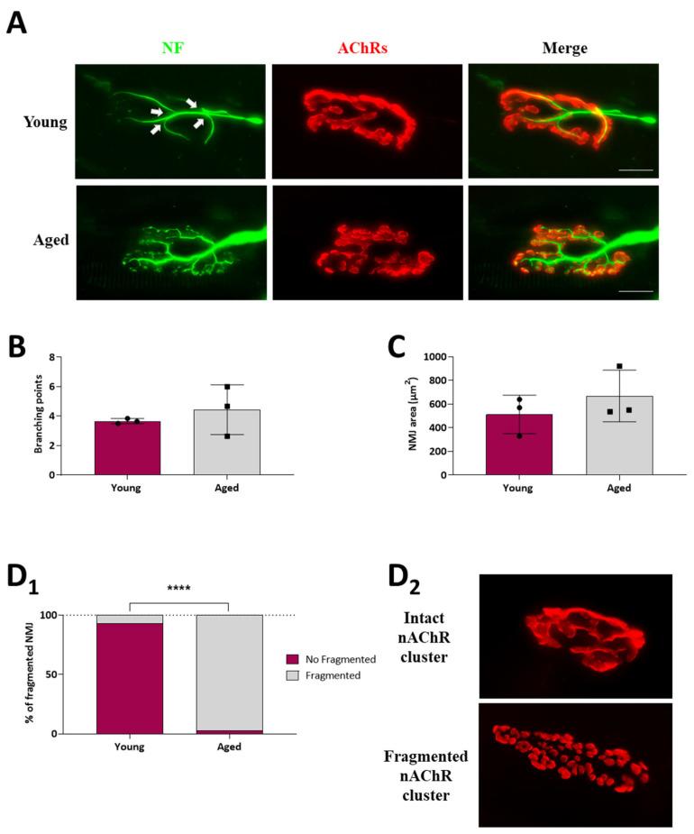 https://cdn.ncbi.nlm.nih.gov/pmc/blobs/875d/11311581/ff22f90f057a/ijms-25-08018-g002.jpg