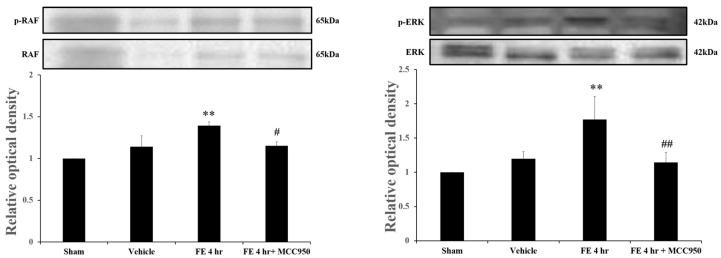 https://cdn.ncbi.nlm.nih.gov/pmc/blobs/875f/12347069/d7415f80ffaf/ijms-26-07571-g004.jpg
