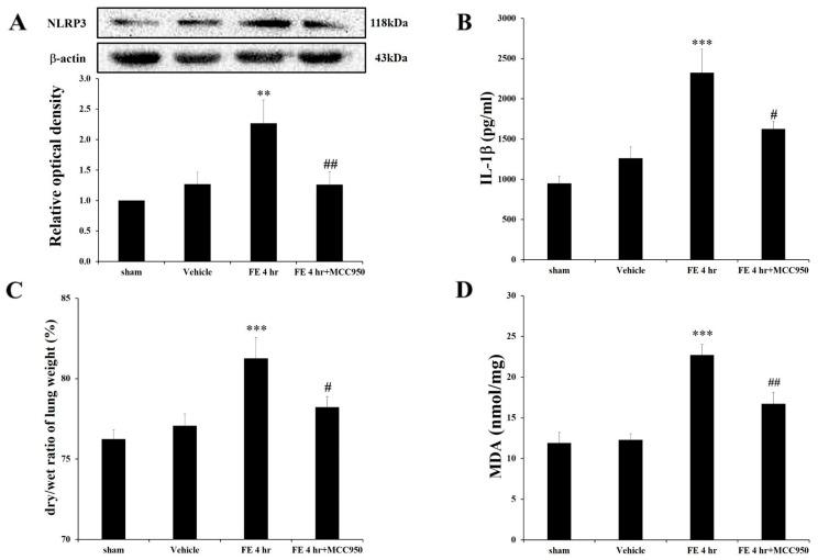 https://cdn.ncbi.nlm.nih.gov/pmc/blobs/875f/12347069/d76f78d19e95/ijms-26-07571-g002.jpg