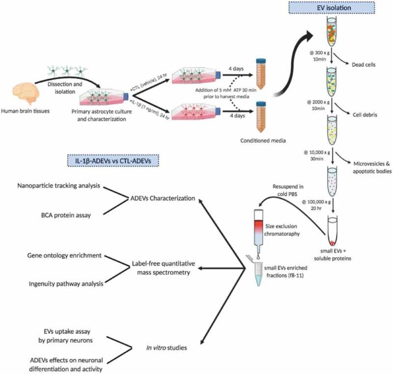 https://cdn.ncbi.nlm.nih.gov/pmc/blobs/8765/6968484/2f5e3d72e0a8/ZJEV_A_1706801_F0001_OC.jpg