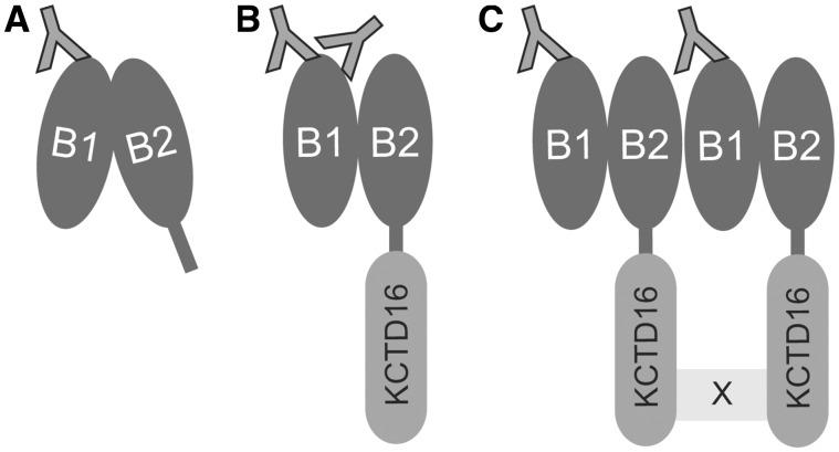 https://cdn.ncbi.nlm.nih.gov/pmc/blobs/8768/6536844/27672570cd24/awz094f5.jpg
