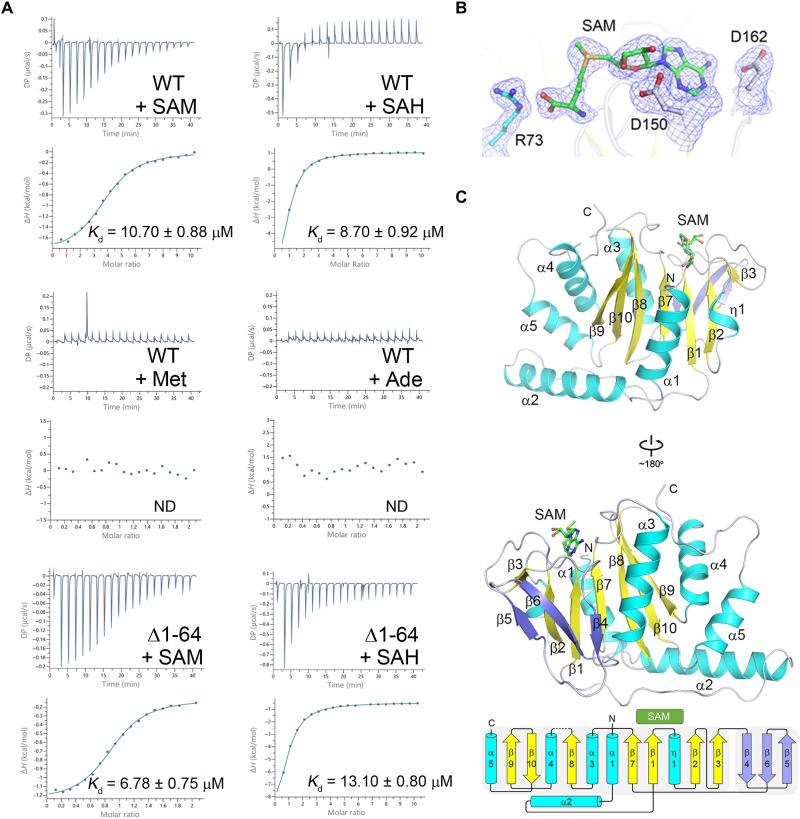 https://cdn.ncbi.nlm.nih.gov/pmc/blobs/876b/10883374/69bdc6305ca1/sciadv.abn3868-f1.jpg
