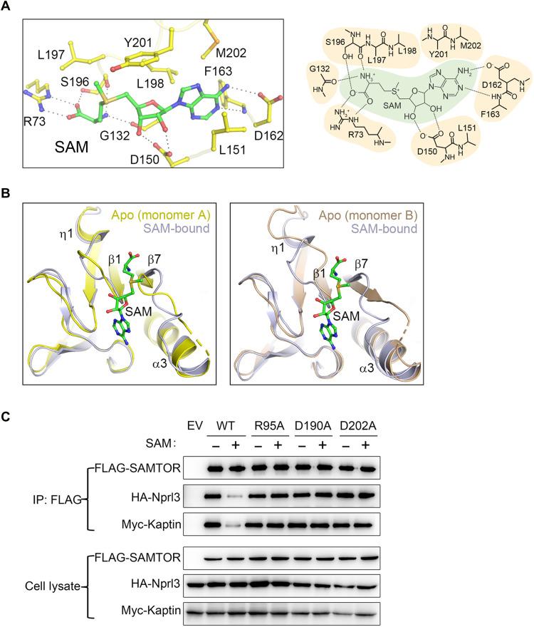https://cdn.ncbi.nlm.nih.gov/pmc/blobs/876b/10883374/bb9ae0c05807/sciadv.abn3868-f3.jpg