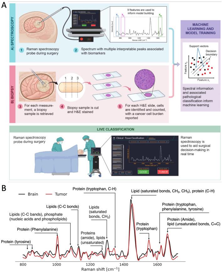 https://cdn.ncbi.nlm.nih.gov/pmc/blobs/876b/11164901/90c0cbba5e69/41598_2024_62543_Fig1_HTML.jpg