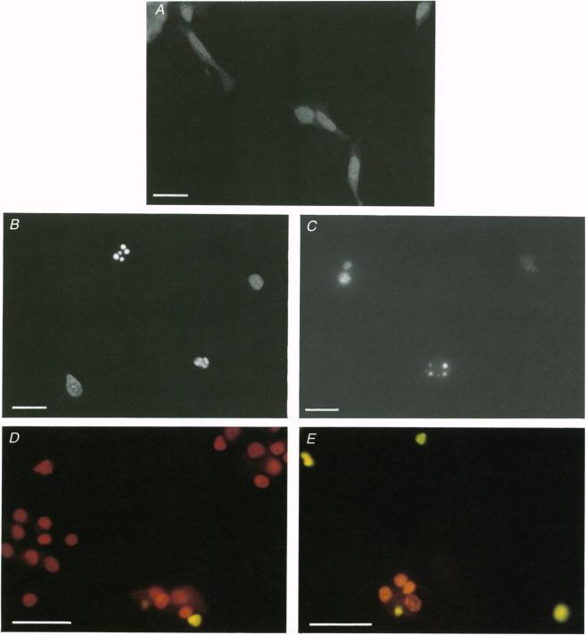https://cdn.ncbi.nlm.nih.gov/pmc/blobs/876e/1156706/65e6806331e7/jphysiol00308-0136-a.jpg